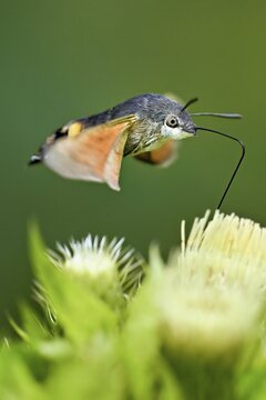 Dove's tail (Macroglossum stellatarum), flies on the flower of cabbage thistle (Cirsium oleraceum), Meienberg, Canton Aargau, Switzerland