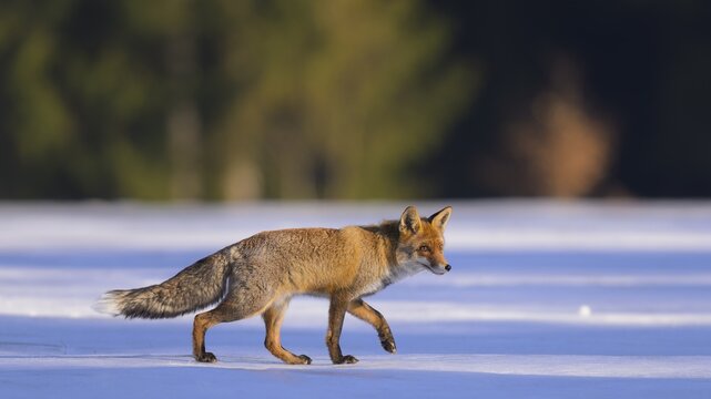 Red fox (Vulpes vulpes), foraging in a meadow covered with snow, Swabian Alb biosphere reserve, Baden-W&uuml;rttemberg, Germany