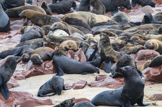 Seal colony, fur seal, Cape fur seal (Arctocephalus pusillus), Cape Cross, Atlantic coast, Namibia