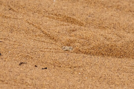 Dwarf puff adder (Bitis peringueyi) hiding in the sand, camouflage, Namib Desert, Namibia
