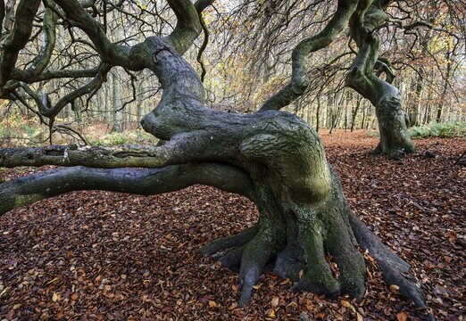 S&uuml;ntelbuchen (Fagus sylvatica), cripple beeches, Hexenwald, Semper Forest Park, near Lietzow, R&uuml;gen, Mecklenburg-Western Pomerania, Germany