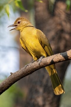 Yellow-bellied Greenbul (Chlorocichla flaviventris), Yellow-bellied Greenbul, Zambezi Region, Caprivi Strip, Namibia