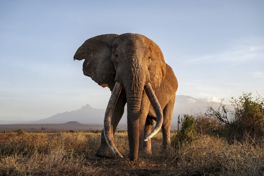 African elephant (Loxodonta africana) with Kilimanjaro, the famous Super Tusker elephant Craig, old male with long tusks, evening light, Amboseli, Kajiado County, Kenya