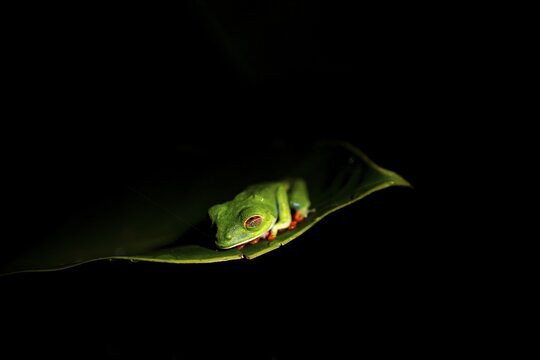 Red-eyed tree frog (Agalychnis callidryas) on a leaf, macro photograph, black background, Tortuguero National Park, Costa Rica