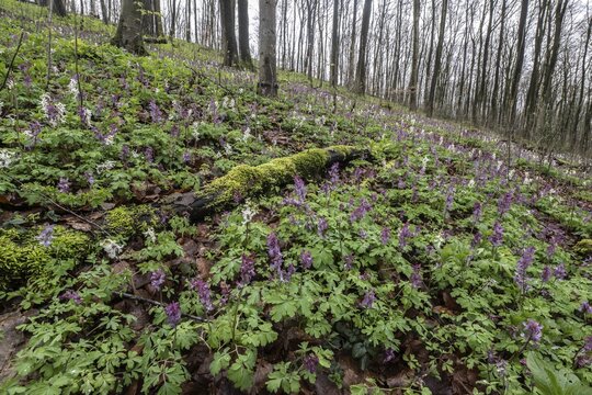 Hollow larkspur (Corydalis cava), Bad Iburg, Lower Saxony, Germany