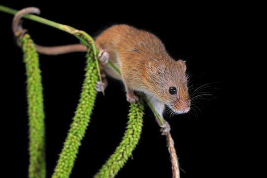 Eurasian harvest mouse (Micromys minutus), adult, on plant stalks, ears of corn, foraging, at night, Scotland, Great Britain