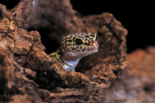 Leopard gecko (Eublepharis macularius), adult, portrait, looks out of burrow, captive