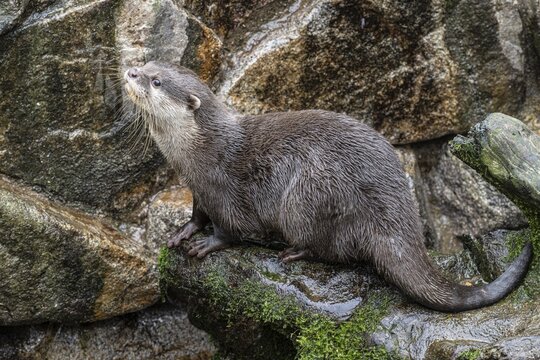 Dwarf otter, Asian oriental small-clawed otter (Aonyx cinerea), Heidelberg Zoo, Baden-W&uuml;rttemberg, Germany