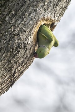 Rose-ringed parakeet (Psittacula krameri), Speyer, Rhineland-Palatinate, Germany