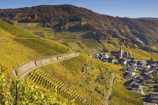 Vineyards in autumn, Mayscho&szlig; with parish church, red wine growing region Ahrtal, red wine of the Pinot Noir and Portugieser grape is grown here, Eifel, Rhineland-Palatinate, Germany