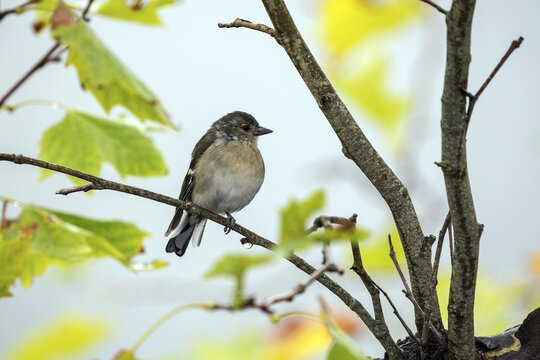Madeiran chaffinch (Fringilla coelebs maderensis), sitting on a branch, Madeira, Portugal