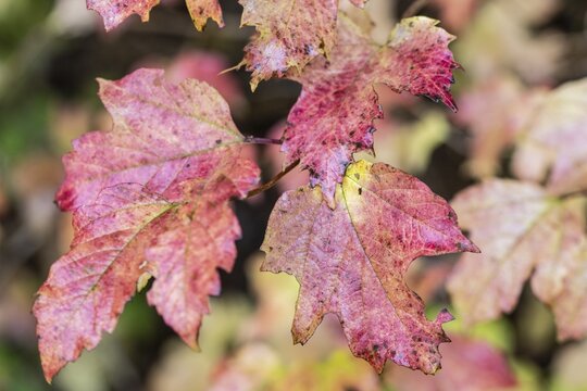 Guelder rose (Viburnum opulus), autumn foliage, Emsland, Lower Saxony, Germany