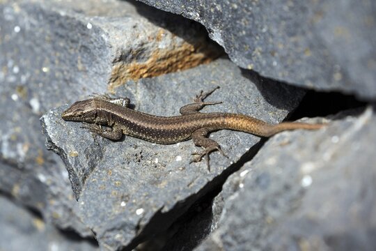 Madeira lizard or madeiran wall lizard (Teira dugesii), endemic, Madeira Island, Portugal