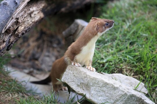 Ermine (Mustela erminea), Greater Weasel, stoat, adult, alert, Surrey, England, Great Britain