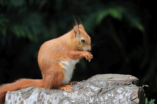 Squirrel (Sciurus vulgaris), adult, on tree trunk, feeding, Surrey, England, Great Britain