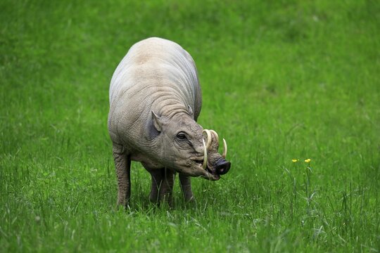 North sulawesi babirusa (Babyrousa celebensis), adult, male, foraging, captive, Sulawesi