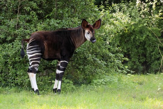 Okapi (Okapia johnstoni), adult, foraging, captive