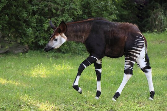 Okapi (Okapia johnstoni), adult, running, captive