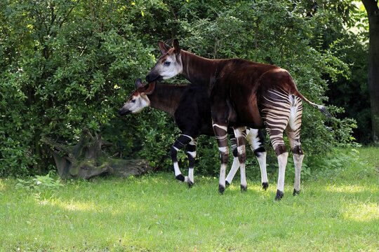 Okapi (Okapia johnstoni), adult, female, with young, social behaviour, captive
