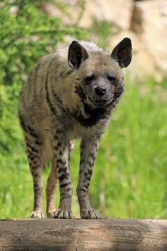 Striped hyena (Hyaena hyaena), adult, alert, captive