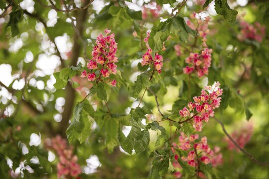 Red-flowered horse chestnut (Aesculus carnea), Baden-W&uuml;rttemberg, Germany