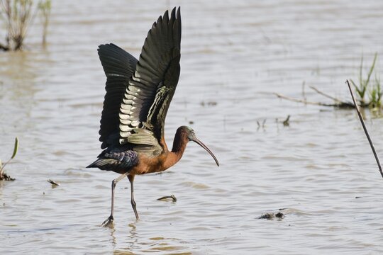 Glossy ibis (Plegadis falcinellus), Coto de Donana, Spain