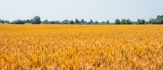 Agricultural landscape of a golden wheat harvest in the countryside.