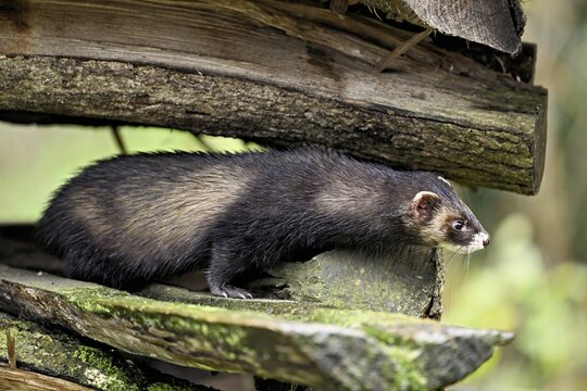 European polecat (Mustela putorius) also called ferret, sitting on wood pile, captive, Switzerland