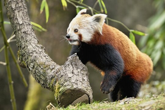 Red panda (Ailurus fulgens), captive, Switzerland