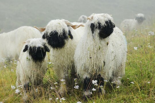 Valais black-nosed domestic sheep (Ovis orientalis aries), standing in the rain on a meadow, Shepherd's Weekend 2020, Belalp, Canton Valais, Switzerland