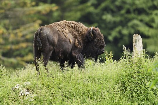 Bison, European bison (Bison bonasus), standing in a meadow, captive, Switzerland