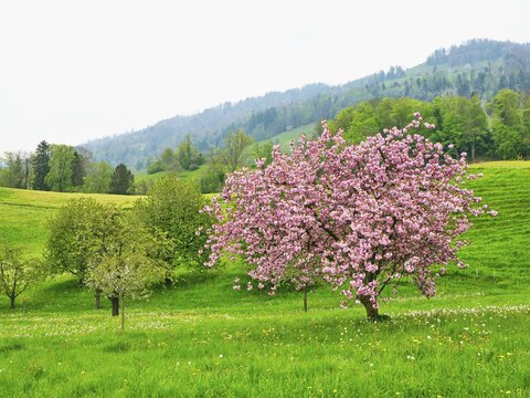 Japanese cherry (Prunus serrulata), flowering, Canton Schwyz, Switzerland