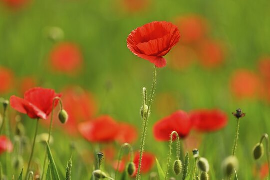 Poppy flowers (Papaver rhoeas), flowering, Canton Zug, Switzerland