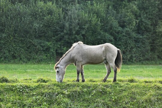 Icelandic horse eating grass in a meadow
