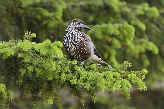 Spotted nutcracker (Nucifraga caryocatactes), sitting on a branch in a fir tree, Switzerland