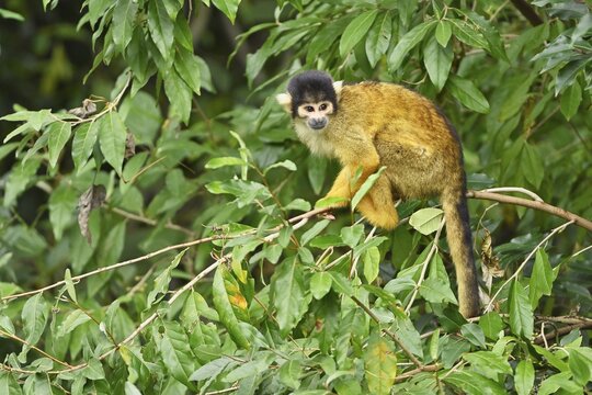 Black-capped squirrel monkey (Saimiri boliviensis), captive, Switzerland