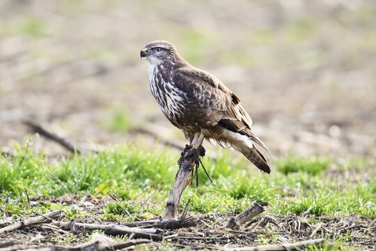 Common steppe buzzard (Buteo buteo), Canton Aargau, Switzerland