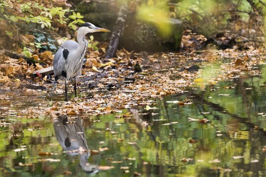 Grey heron (Ardea cinerea) lying in wait for prey, water reflection, Hesse, Germany