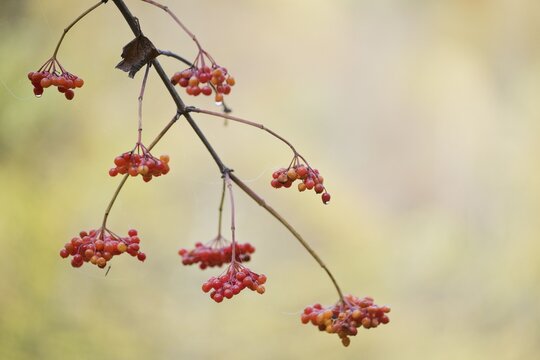 Guelder rose (Viburnum opulus) with fruits in autumn foliage, Rhineland-Palatinate, Germany