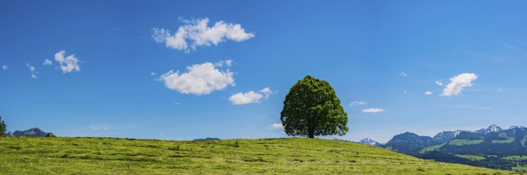 Peace lime tree (Tilia) on the Wittelsbacher H&ouml;he, 881m, Illertal, Allg&auml;u, Bavaria, Germany