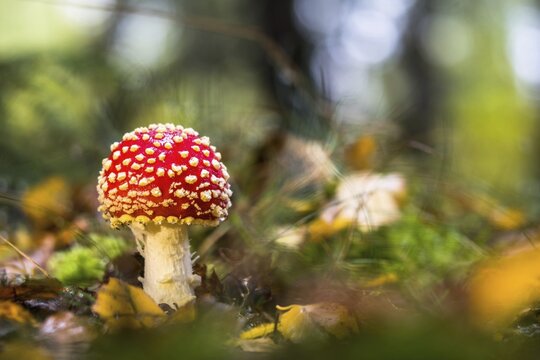 Fly agaric (Amanita muscaria) on forest floor, Hesse, Germany