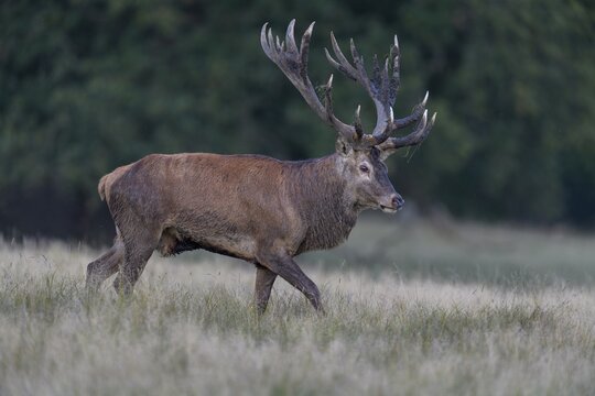 Red deer (Cervus elaphus), with mud in antlers after wallowing running in a meadow, rutting, Zealand, Denmark