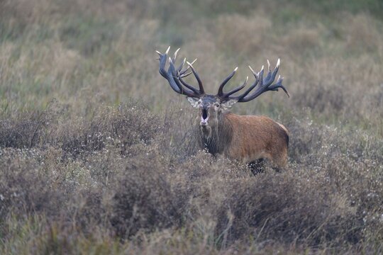 Red deer (Cervus elaphus), capital stag roaring stands in a meadow, Zealand, Denmark