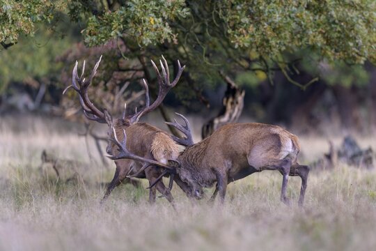 Red deer (Cervus elaphus), top deer drives out defeated rival from meadow after rutting fight, Zealand, Denmark