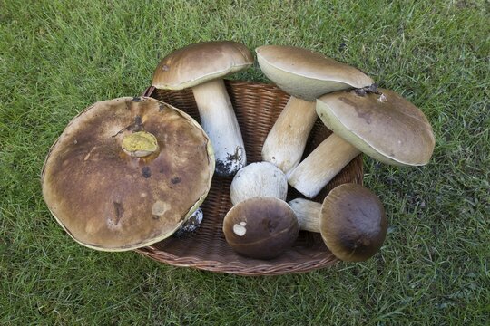 King boletes (Boletus edulis), Emsland, NIedersachsen, Germany