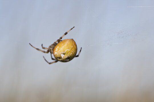 Four-spot orb weaver (Araneus quadratus), Emsland, Lower Saxony, Germany