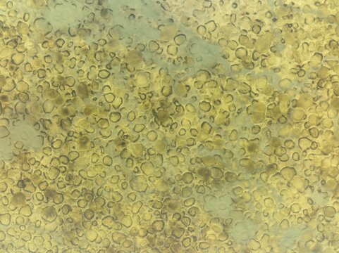 Conspicuous patterns at the bottom of the shallow lagoon Salinas de Cerrillos, aerial view, drone shot, Almer&iacute;a province, Andalusia, Spain