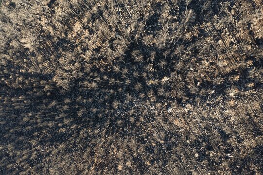 Burned Stone or Umbrella Pines (Pinus pinea) after a forest fire, aerial view, drone shot, Sierra Bermeja, M&aacute;laga Province, Andalusia, Spain