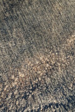 Burned Stone or Umbrella Pines (Pinus pinea) after a forest fire, aerial view, drone shot, Sierra Bermeja, M&aacute;laga Province, Andalusia, Spain