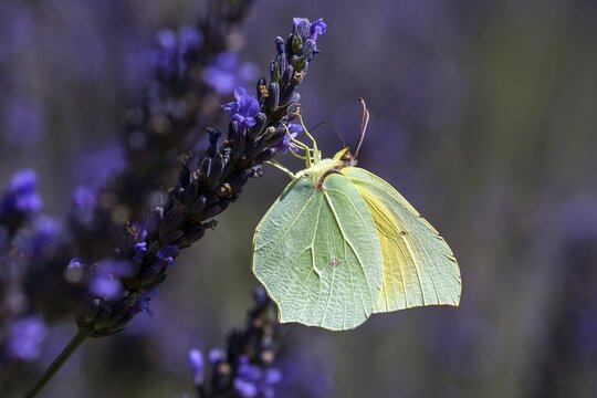 Lemon butterfly (Gonepteryx rhamny) on lavender flower, Provence, France